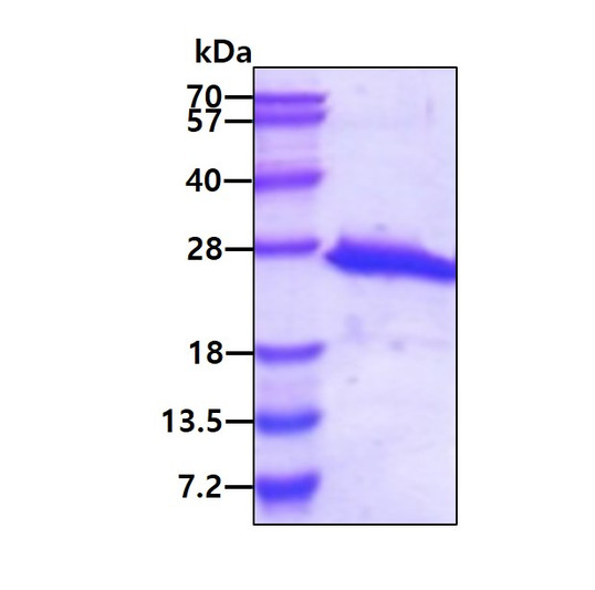 SDS-PAGE gel of recombinant human Galectin-7 LGALS7 protein 3µg reducing conditions Coomassie blue stain