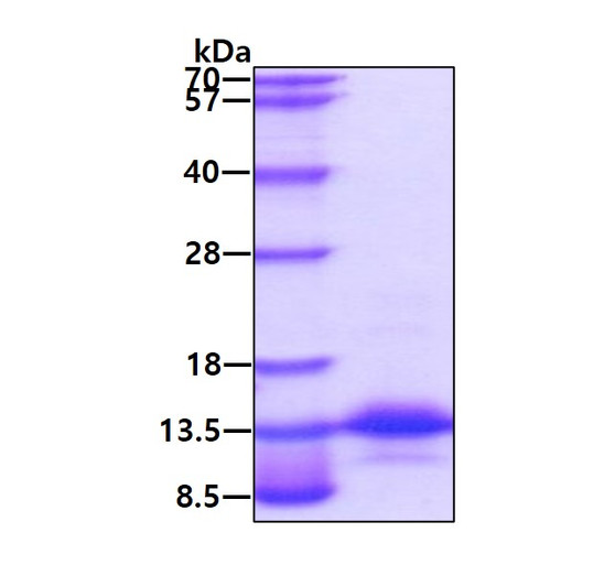 Recombinant human CCL3 MIP-1 alpha protein SDS-PAGE under reducing conditions stained with Coomassie blue