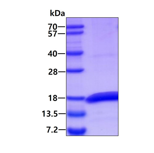 SDS-PAGE gel of recombinant E.coli msrB protein 3µg under reducing conditions Coomassie blue stain