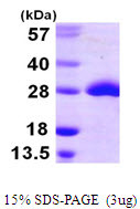 SDS-PAGE of recombinant E. coli msrA protein 3 µg under reducing conditions Coomassie blue stain