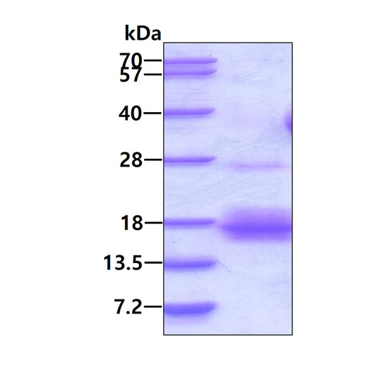 SDS-PAGE gel of recombinant human NXT1 protein 3µg under reducing conditions stained with Coomassie blue