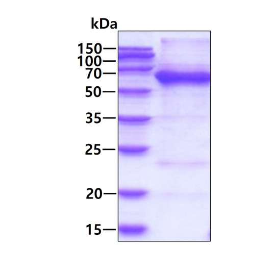 Recombinant human HSPBAP1 protein SDS-PAGE gel under reducing conditions stained with Coomassie blue