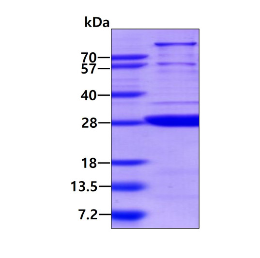 SDS-PAGE gel of recombinant human SPSB1 protein 3µg under reducing conditions Coomassie blue stain