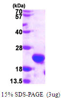 SDS-PAGE of recombinant human HSPB11 protein under reducing conditions Coomassie blue stain