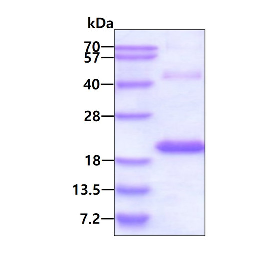SDS-PAGE gel of recombinant human SNIP1 protein 3 μg under reducing conditions stained with Coomassie blue