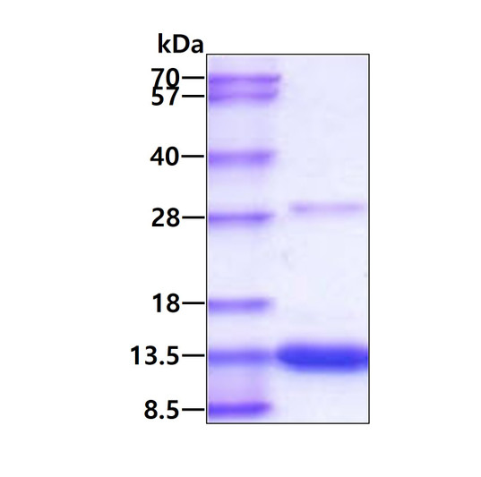 SDS-PAGE gel of recombinant mouse S100A4 protein under reducing conditions Coomassie blue stain