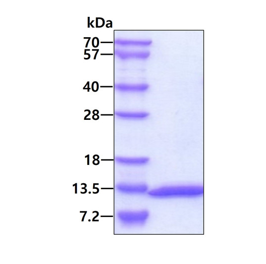 SDS-PAGE gel of recombinant human UBL5 protein 3μg under reducing conditions stained with Coomassie blue