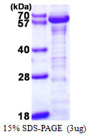 SDS-PAGE gel of recombinant human KLF4 protein 3µg under reducing conditions Coomassie blue stain