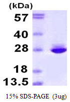 SDS-PAGE gel of recombinant human CNTF protein 3µg under reducing conditions with Coomassie blue stain