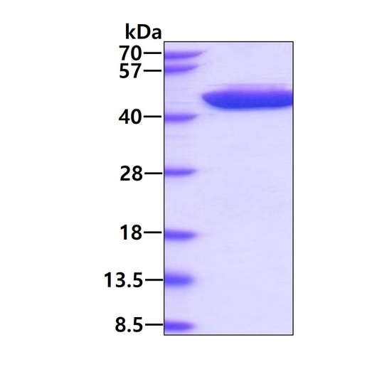 SDS-PAGE gel showing recombinant human HAO-1 protein 3µg under reducing conditions Coomassie blue stain