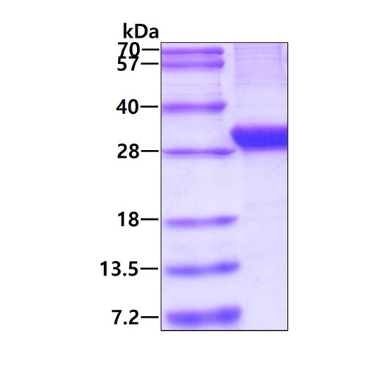 SDS-PAGE gel of recombinant human Ephrin-B1 protein 3µg under reducing conditions Coomassie blue stain