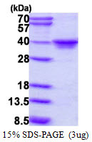 SDS-PAGE gel showing recombinant human MAF1 protein under reducing conditions stained with Coomassie blue