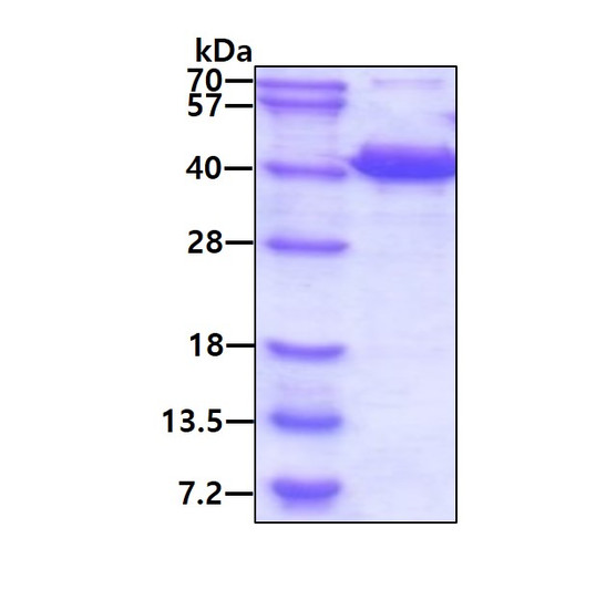 SDS-PAGE gel showing recombinant human MAPRE2 protein 3µg under reducing conditions stained with Coomassie blue