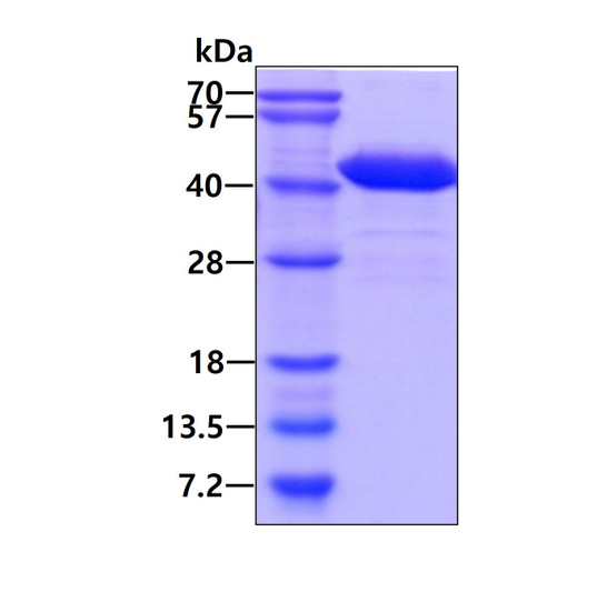 Recombinant human NAPG protein SDS-PAGE gel under reducing conditions stained with Coomassie blue