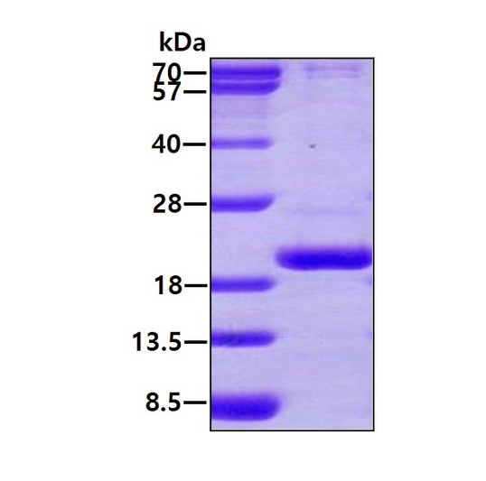 SDS-PAGE gel of recombinant human Cyclophilin-like 3 PPIL3 protein 3μg reducing conditions Coomassie stain