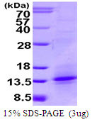 SDS-PAGE gel of recombinant human GITR Ligand TNFSF18 protein under reducing conditions