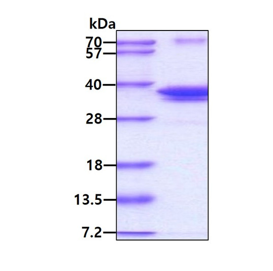 SDS-PAGE gel showing recombinant human DNA polymerase lambda POLL protein at 3µg under reducing conditions