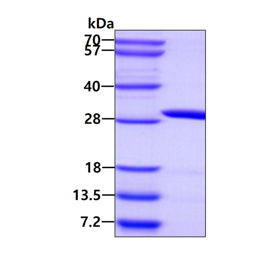 SDS-PAGE gel of recombinant human IDI1 protein under reducing conditions Coomassie stain