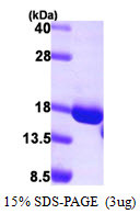 SDS-PAGE gel of recombinant human GCSH protein 3µg under reducing conditions Coomassie blue stain
