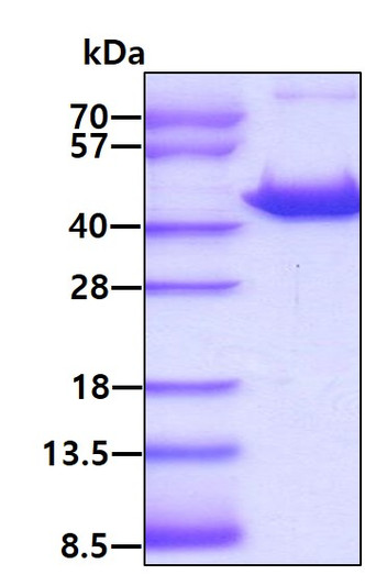 SDS-PAGE gel of recombinant human GMDS protein stained with Coomassie blue
