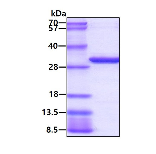 SDS-PAGE gel of recombinant human PSMA3 protein 3µg reducing conditions Coomassie blue stain