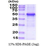 SDS-PAGE gel of recombinant human TUBG1 protein 3µg reducing conditions Coomassie blue stain