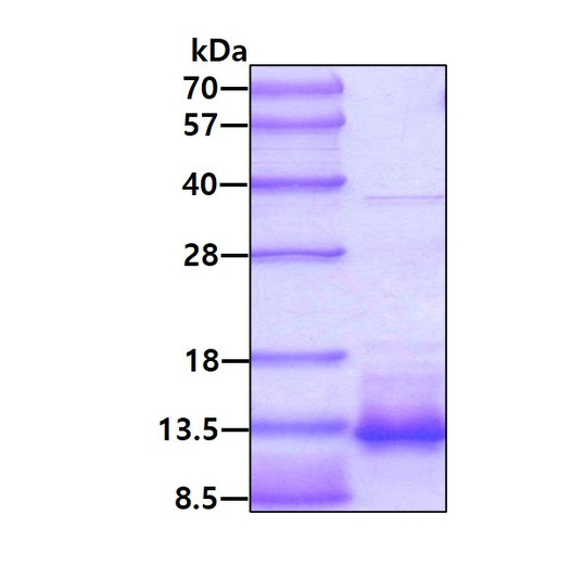 SDS-PAGE of recombinant human I-TAC CXCL11 protein under reducing conditions with Coomassie blue stain