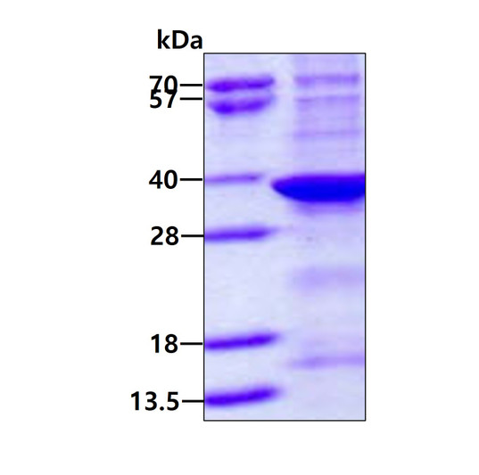 SDS-PAGE gel of recombinant human SUMF1 protein under reducing conditions Coomassie blue stain