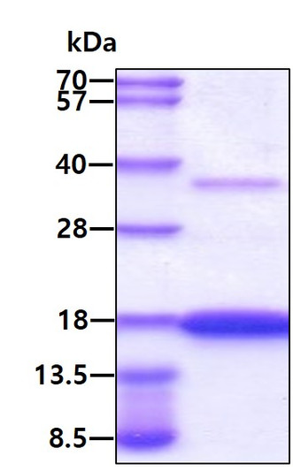 SDS-PAGE gel of recombinant human Cystatin SN protein under reducing conditions