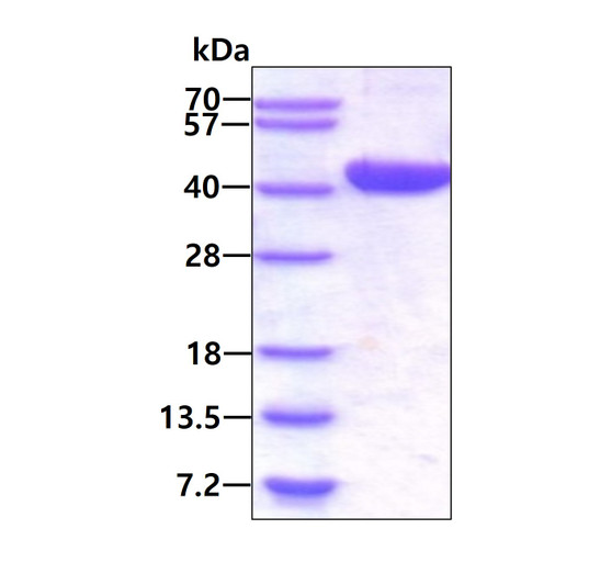 Recombinant human LCMT1 protein SDS-PAGE gel 3µg reducing conditions Coomassie blue stain