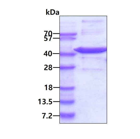 SDS-PAGE gel of recombinant human spermine synthase SMS protein under reducing conditions stained with Coomassie blue