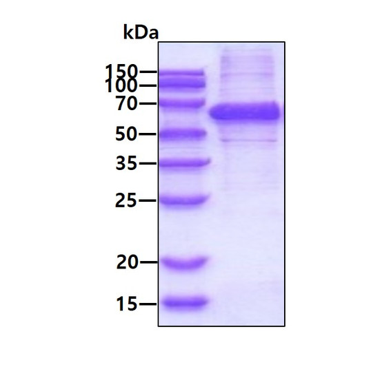 SDS-PAGE gel of recombinant human SNTA1 protein stained with Coomassie blue