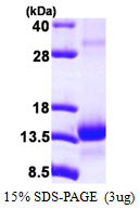 SDS-PAGE gel of recombinant human TCEB1 protein under reducing conditions stained with Coomassie blue