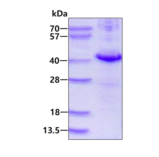 SDS-PAGE gel of recombinant human DUSP10 protein 3µg under reducing conditions Coomassie blue stain