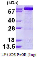 SDS-PAGE gel of recombinant human GMP synthase GMPS protein under reducing conditions
