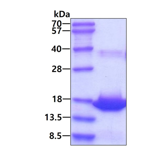 SDS-PAGE gel of recombinant human RPLP2 protein 3µg under reducing conditions Coomassie blue stain