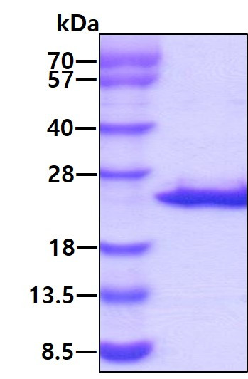 SDS-PAGE gel of recombinant human NAT13 NAA50 protein 3µg under reducing conditions Coomassie blue stain