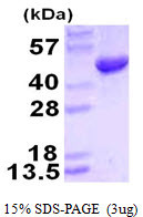 SDS-PAGE gel showing recombinant human HMBS protein 3µg under reducing conditions stained with Coomassie blue