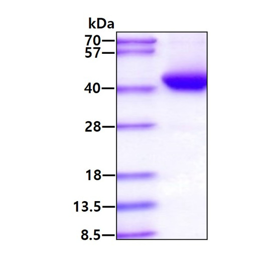 SDS-PAGE gel of recombinant human ADH5 protein 3 µg under reducing conditions Coomassie blue stain