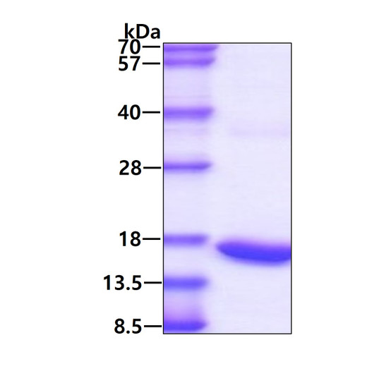 SDS-PAGE gel of recombinant mouse TNF-alpha protein 3µg under reducing conditions Coomassie blue stain