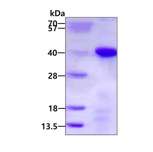 SDS-PAGE gel of recombinant human TCEA1 protein 3µg reducing conditions Coomassie blue stain