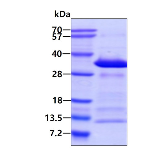 SDS-PAGE gel of recombinant human Syntaxin 12 protein 3µg under reducing conditions Coomassie stain