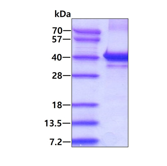 Recombinant human PQBP1 protein SDS-PAGE gel 3µg reducing conditions Coomassie blue stain
