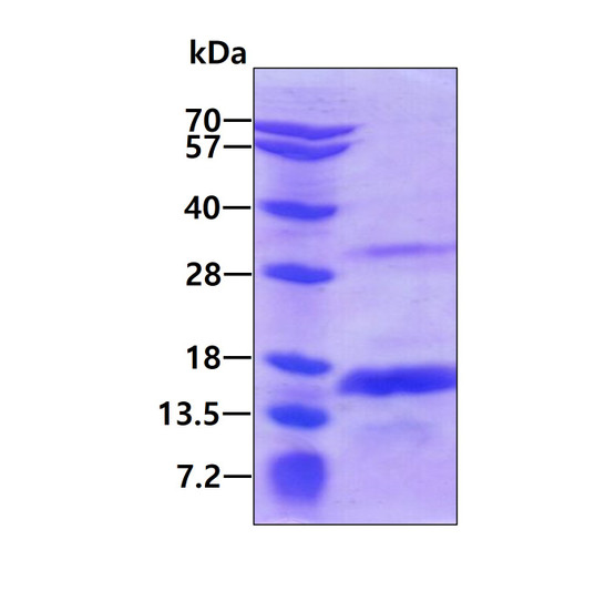 SDS-PAGE gel of recombinant human CRIPT protein 3µg under reducing conditions Coomassie blue stain