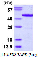 SDS-PAGE gel of recombinant E. coli L-lactate dehydrogenase LLDD protein under reducing conditions
