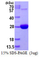 SDS-PAGE gel of recombinant human MSRA protein under reducing conditions stained with Coomassie blue