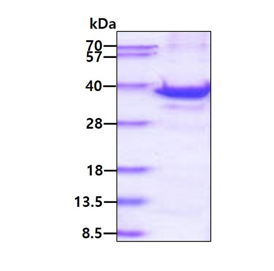 SDS-PAGE gel of recombinant human RPS3A protein 3ug under reducing conditions Coomassie blue stain