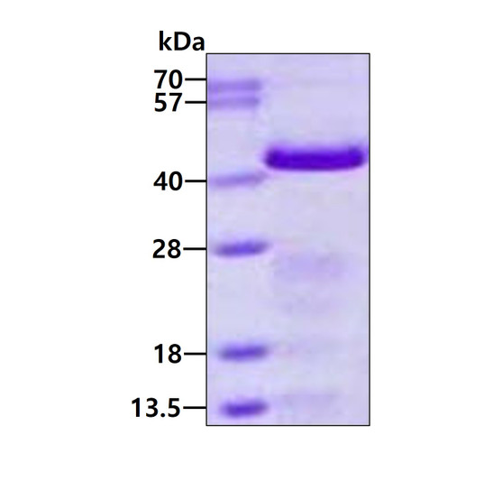 SDS-PAGE gel of recombinant human GAP-43 protein 3 µg under reducing conditions stained with Coomassie blue