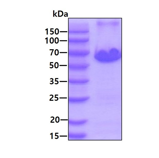SDS-PAGE gel of recombinant human Cyclin B1 protein under reducing conditions stained with Coomassie blue