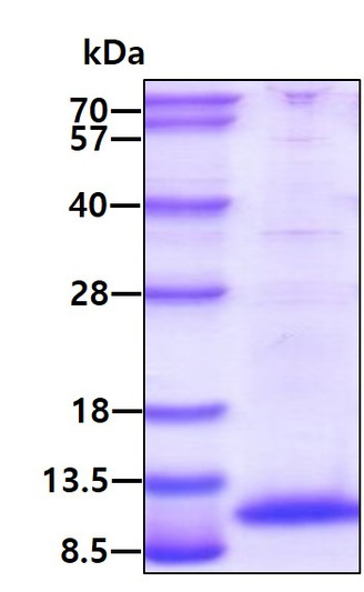 SDS-PAGE gel of recombinant mouse GRO gamma CXCL3 protein under reducing conditions